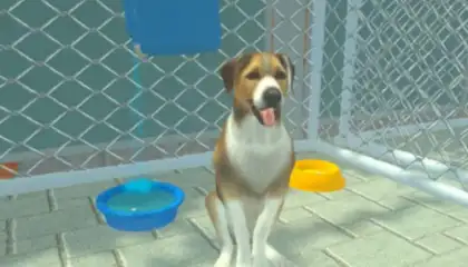 Animal Shelter Pet World Life